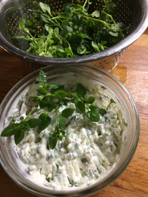 Vogelmiere Ricotta.JPG