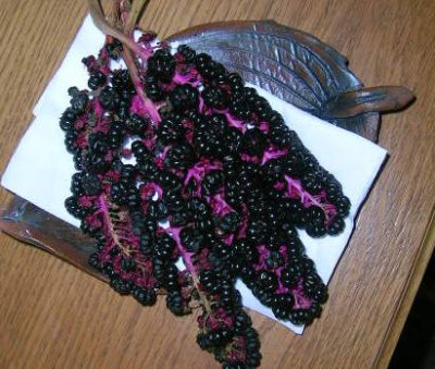 Phytolacca_polyandra.jpg