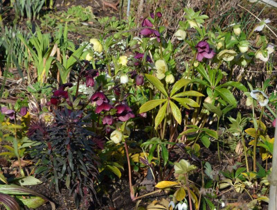 Helleborus-Sämlinge.20-9.jpg