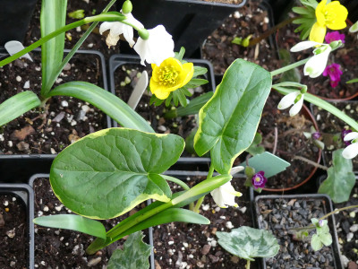 2020-02-23 Arum maculatum 'Lady of Devon'.jpg