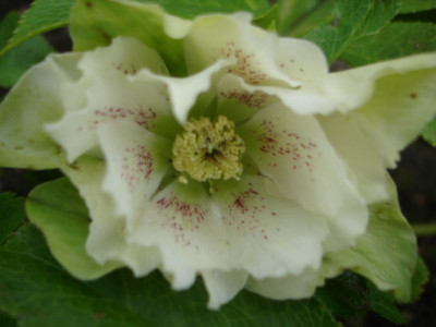 Helleborus_im_Sommer_1.jpg