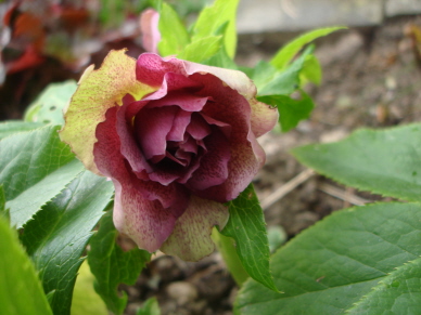Helleborus_im_Sommer_2.jpg