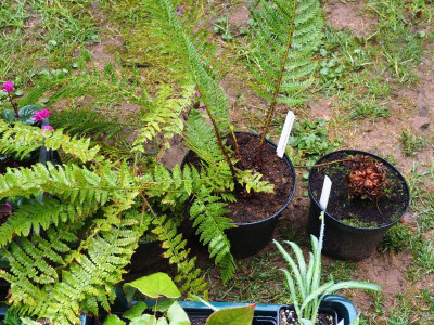 Polystichums P2240245.JPG