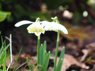 Lady Elphinstone + P2210219.JPG