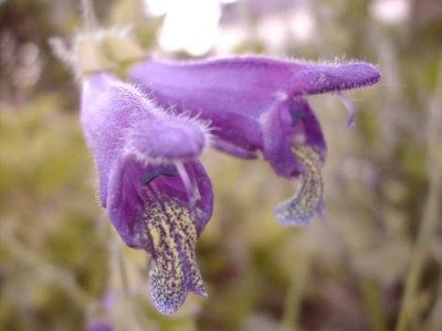 Salvia_yunanensis.jpg
