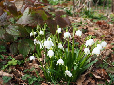 Leucojum vernum P2210225.JPG