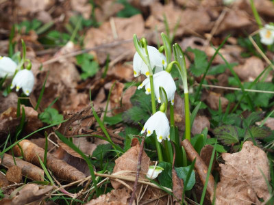 Leucojum vernum P2210226.JPG