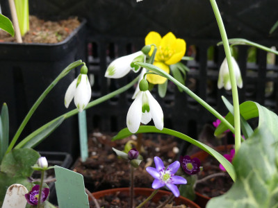 2020-02-23 Galanthus 'Dodo Norton x Amy Doncaster'.jpg