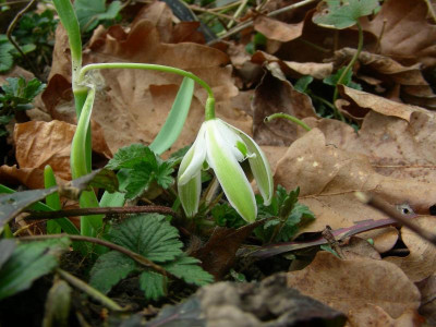 Galanthus nivalis Walrus DSCN8913.JPG