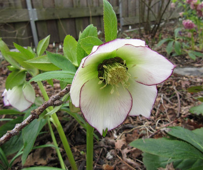 IMG_8796_Helleborus_24Febr2020_.jpg