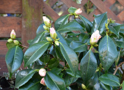 Camellia-Hagoromo.20-1.jpg