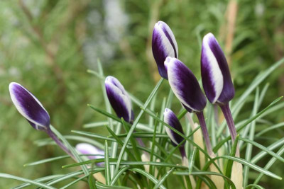 frühling 20 004.JPG