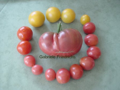 Tomaten_2007_07_21.jpg