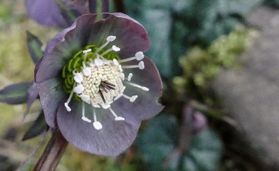2020 purpurascens blüte.jpg