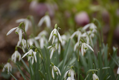 galanthus_duenn.jpg