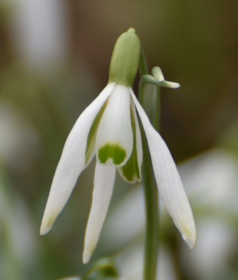 galanthus_duenn2.jpg