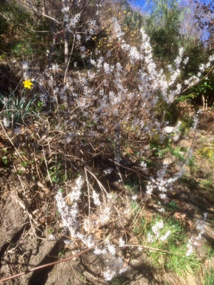Abeliophyllum .jpg