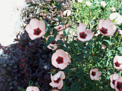 einjlein.jpg