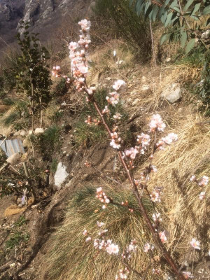Prunus tomentosa.JPG