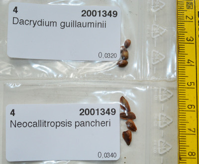 Dacrydium_Neocallitropsis.jpg