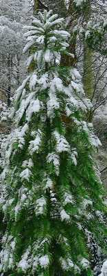 schnee-wollemia.jpg
