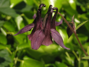 Dunkle_Akelei_Aquilegia_atrata.jpg