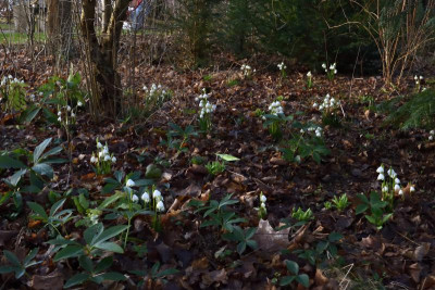 DSC_0154-Märzenbecher Ausbreitung_01.JPG