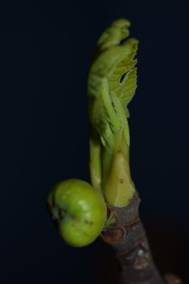aprikose blüte 001.JPG