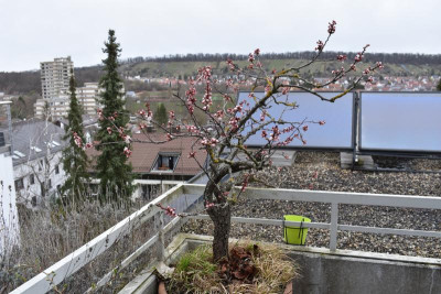 aprikose blüte 004.JPG