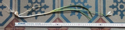 G.n.giganteus.jpg