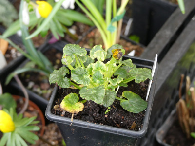 2020-02-27 Ranunculus ficaria 'Lambrock Variegated'.jpg