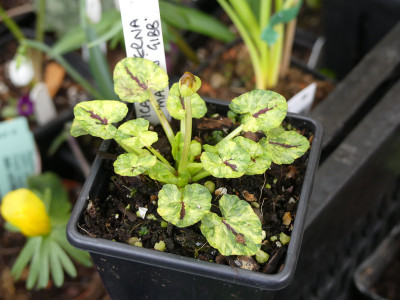 2020-02-27 Ranunculus ficaria 'Martin Gibb'.jpg