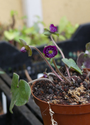 2020-02-27 Hepatica nobilis var. Japonica 'Violett Spezial Extra' 1.jpg