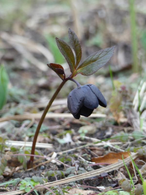 2020-02-27 Helleborus x hybridus 1.jpg