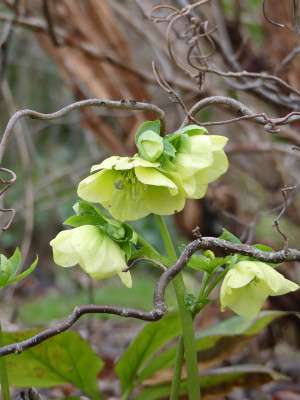 2020-02-27 Helleborus 'SP Sally'.jpg