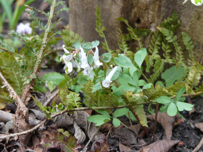 2020-02-27 Corydalis 'Sowy Owl'.jpg