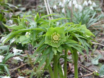 2020-02-27 Helleborus abruzzicus.jpg