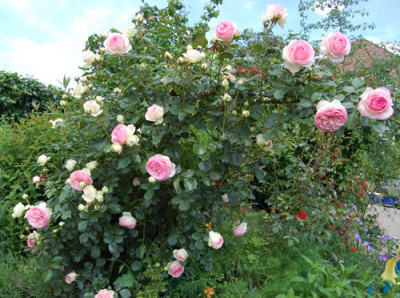 Pierre_de_Ronsard_X0010__S2_7505.jpg