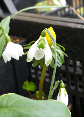 2020-02-27 Galanthus 'Amy Doncaster'.jpg