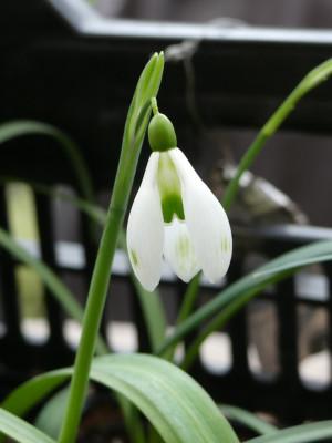 2020-02-27 Galanthus 'Dodo Norton x Amy Doncaster'.jpg