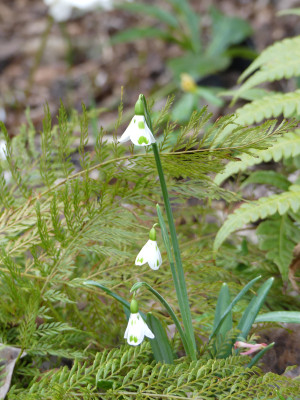 2020-02-27 Galanthus 'Lucy' 1.jpg