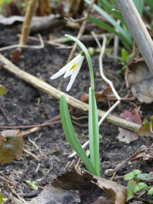 2020-02-27 Galanthus 'Orange Star' 2.jpg