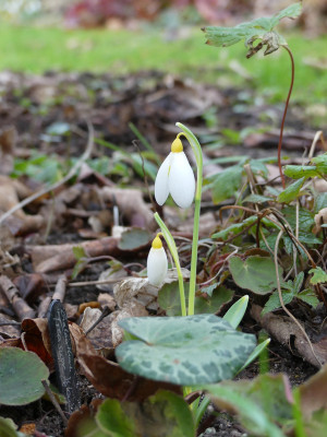 2020-02-27 Galanthus 'Treasure Island' 1.jpg