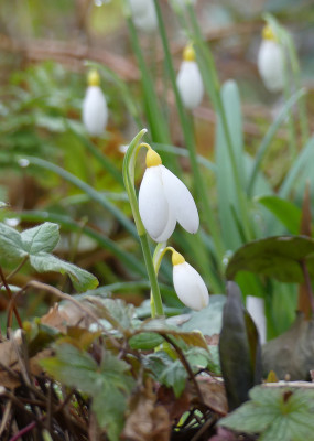 2020-02-27 Galanthus 'Treasure Island' 4.jpg