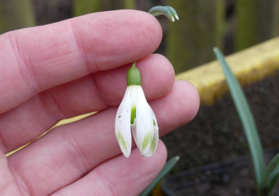 2020-02-27 Galanthus 1.jpg