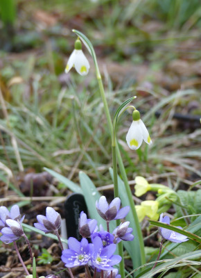 2020-02-27 Galanthus 'Midas' 2.jpg