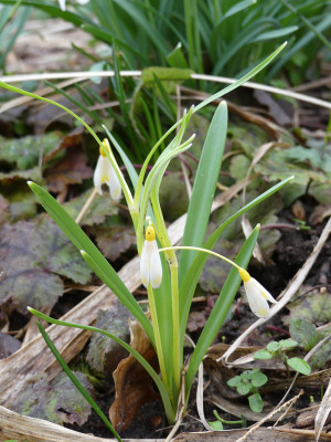 2020-02-27 Galanthus 'Ecusson d'Or' 1.jpg