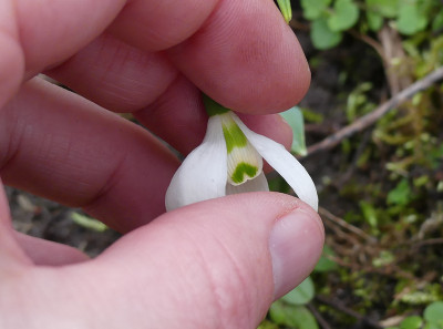 2020-02-27 Galanthus 'Jonathan' 2.jpg