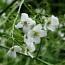 Crambe65x65.jpg
