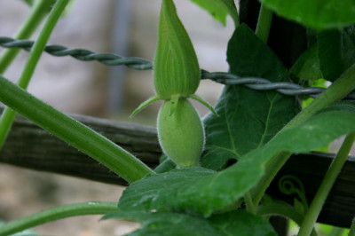 Pantana0507.jpg